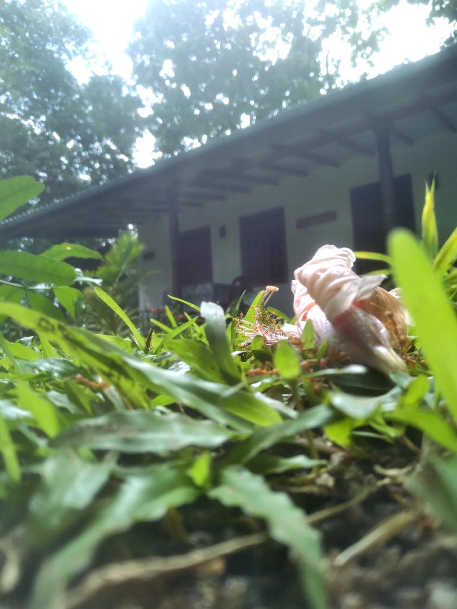 Sigiriya Hillside View Villa エクステリア 写真